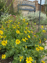 Load image into Gallery viewer, Engelmannia perisetenia - Englemann Daisy