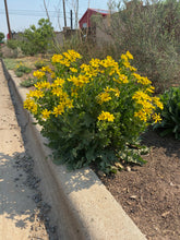 Load image into Gallery viewer, Engelmannia perisetenia - Englemann Daisy