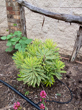 Load image into Gallery viewer, Euphorbia - ASCOT RAINBOW
