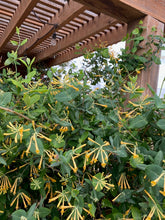 Load image into Gallery viewer, Lonicera sempervirens - John Clayton