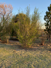 Load image into Gallery viewer, Foresteria pubescens - Elbow Bush