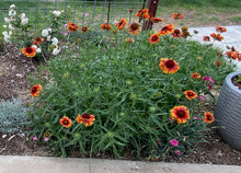 Load image into Gallery viewer, Gaillardia aristata - Tokajer