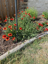 Load image into Gallery viewer, Gaillardia aristata - Tokajer