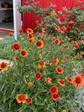 Load image into Gallery viewer, Gaillardia aristata - Tokajer