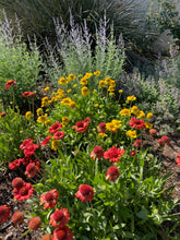 Load image into Gallery viewer, Gaillardia x grandiflora - Mesa Yellow