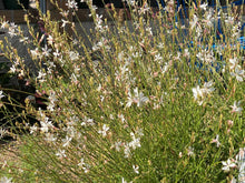 Load image into Gallery viewer, Gaura lindheimeri - The Bride