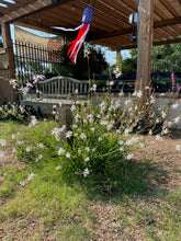 Load image into Gallery viewer, Gaura lindheimeri - The Bride