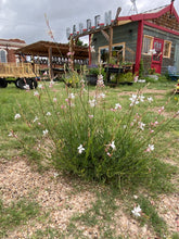 Load image into Gallery viewer, Gaura lindheimeri - The Bride