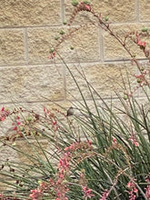 Load image into Gallery viewer, Hesperaloe parviflora - Red Yucca