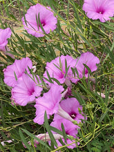 Load image into Gallery viewer, Ipomea leptophylla - Bush Morning Glory
