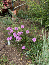 Load image into Gallery viewer, Ipomea leptophylla - Bush Morning Glory