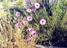 Load image into Gallery viewer, Ipomea leptophylla - Bush Morning Glory
