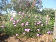Load image into Gallery viewer, Ipomea leptophylla - Bush Morning Glory
