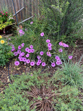 Load image into Gallery viewer, Ipomea leptophylla - Bush Morning Glory