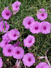 Load image into Gallery viewer, Ipomea leptophylla - Bush Morning Glory