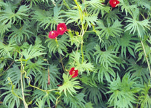 Load image into Gallery viewer, Ipomoea x multifida - Cardinal Climber
