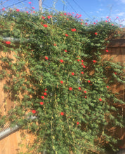 Load image into Gallery viewer, Ipomoea x multifida - Cardinal Climber