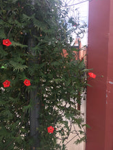 Load image into Gallery viewer, Ipomoea x multifida - Cardinal Climber