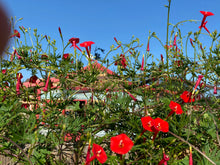 Load image into Gallery viewer, Ipomoea x multifida - Cardinal Climber