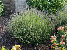 Load image into Gallery viewer, Lavandula x intermedia - Phenomenal Lavender