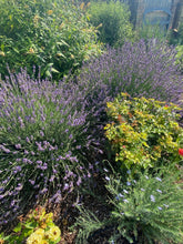 Load image into Gallery viewer, Lavandula x intermedia - Phenomenal Lavender