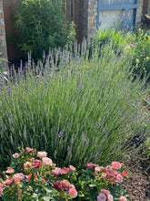 Load image into Gallery viewer, Lavandula x intermedia - Phenomenal Lavender