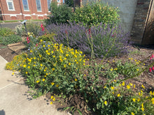 Load image into Gallery viewer, Lavandula x intermedia - Phenomenal Lavender