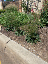 Load image into Gallery viewer, Limonium - Dazzle Rocks