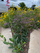 Load image into Gallery viewer, Limonium - Dazzle Rocks