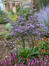 Load image into Gallery viewer, Limonium gmelinii - Siberian Statice