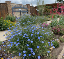Load image into Gallery viewer, Linum perenne lewisii - Blue Flax