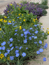 Load image into Gallery viewer, Linum perenne lewisii - Blue Flax