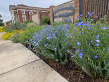 Load image into Gallery viewer, Linum perenne lewisii - Blue Flax