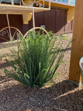 Load image into Gallery viewer, Linum perenne lewisii - Blue Flax