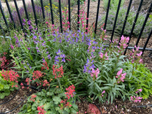 Load image into Gallery viewer, Penstemon barbatus 'rondo' - Rondo Penstemon 'Bouquet Mix'