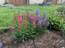 Load image into Gallery viewer, Penstemon barbatus 'rondo' - Rondo Penstemon 'Bouquet Mix'