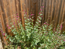 Load image into Gallery viewer, Penstemon pseudospectabilis - Snapdragon Penstemon