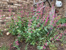 Load image into Gallery viewer, Penstemon pseudospectabilis - Snapdragon Penstemon