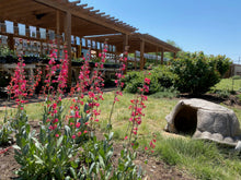 Load image into Gallery viewer, Penstemon wrightii x 1401 CROSS -Wright's Penstemon X 1401 CROSS
