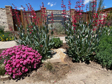Load image into Gallery viewer, Penstemon wrightii x 1401 CROSS -Wright's Penstemon X 1401 CROSS