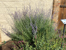Load image into Gallery viewer, Perovskia atriplicifolia - 'Blue Spires'