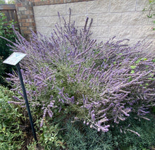 Load image into Gallery viewer, Perovskia atriplicifolia - 'Blue Spires'