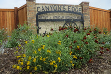 Load image into Gallery viewer, Ratibida columnifera - Mexican Hat Mixed Colors