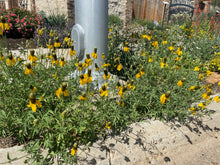 Load image into Gallery viewer, Ratibida columnifera - Mexican Hat Mixed Colors