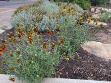 Load image into Gallery viewer, Ratibida columnifera - Mexican Hat Mixed Colors