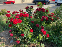 Load image into Gallery viewer, Rose - Sunbelt Series Desmond Tutu