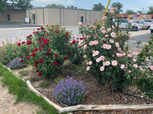 Load image into Gallery viewer, Rose - Sunbelt Series Savannah