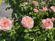 Load image into Gallery viewer, Rose - Sunbelt Series Savannah