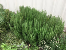 Load image into Gallery viewer, Rosmarinus officianalis - Rosemary 'Arp'