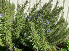 Load image into Gallery viewer, Rosmarinus officianalis - Rosemary 'Arp'